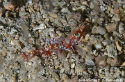 Metapenaeopsis lamellata-Bangka Delphine point-12m-20241001nuit-da-DSC_2052_tn